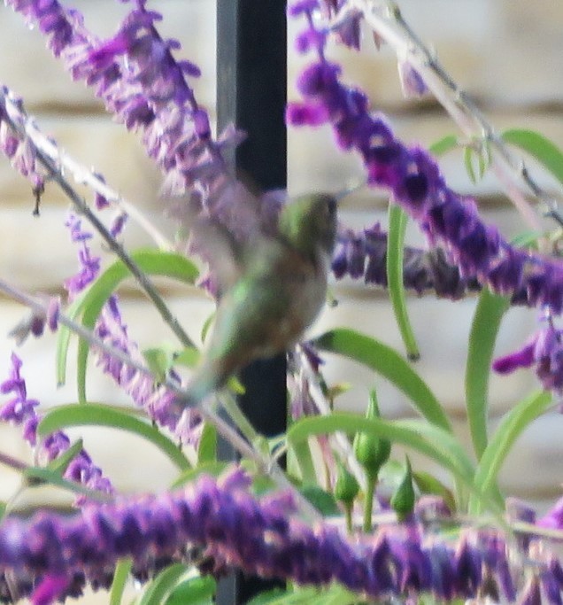 kalypta rezavolesklá/Allenova - ML645535779