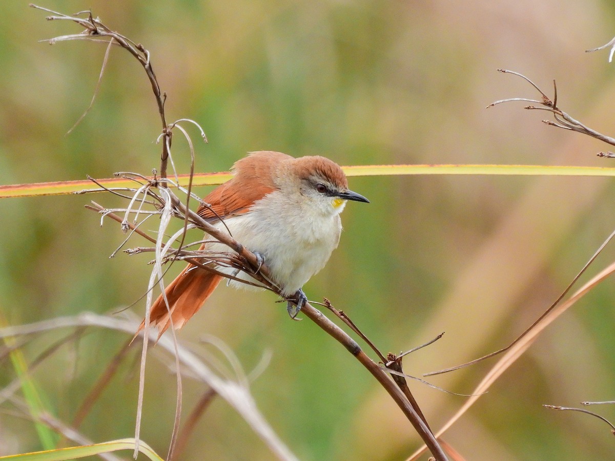 Yellow-chinned Spinetail - ML645535780