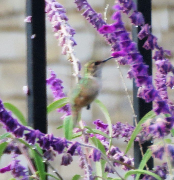 kalypta rezavolesklá/Allenova - ML645535782