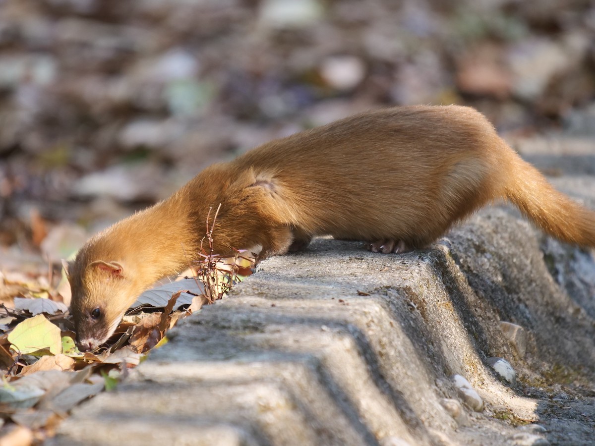 Mammals - ML645535783