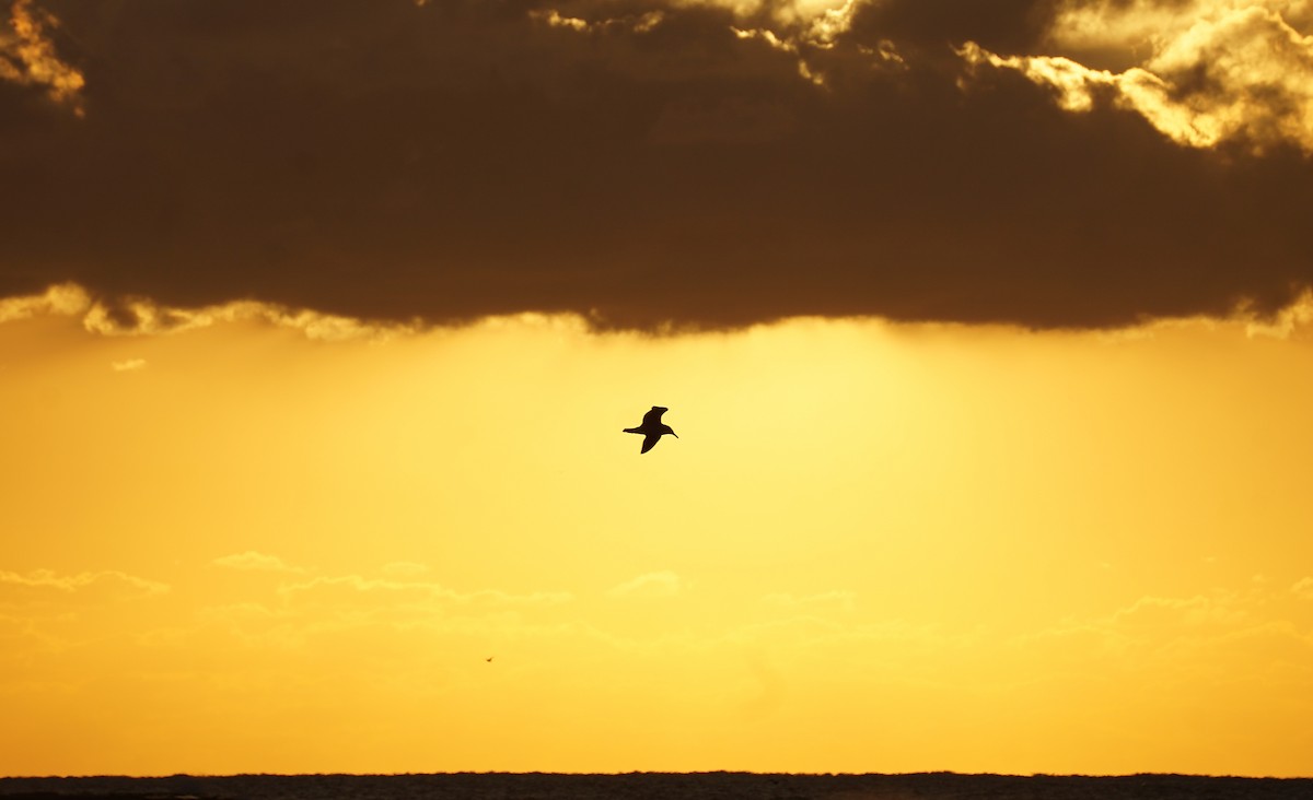Black-tailed Gull - ML645535784