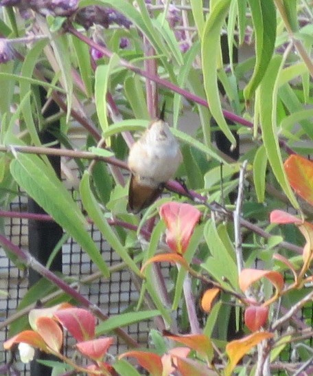 kalypta rezavolesklá/Allenova - ML645535785