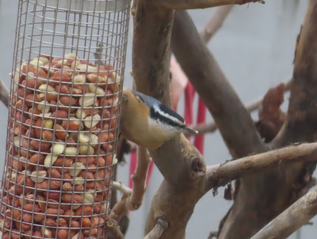 Red-breasted Nuthatch - ML645535786