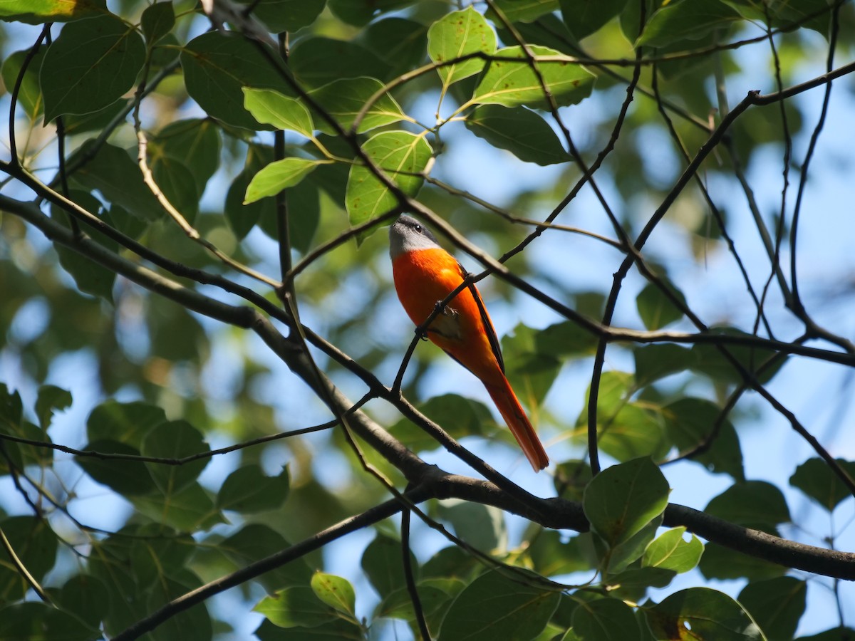 Gray-chinned Minivet (Gray-chinned) - ML645535787