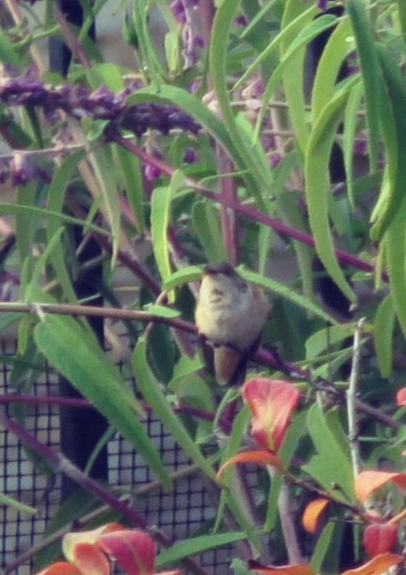 kalypta rezavolesklá/Allenova - ML645535789