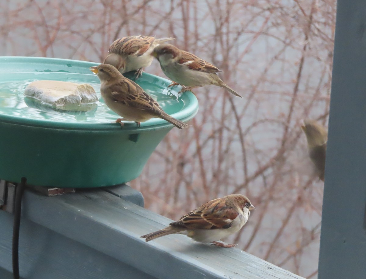 House Sparrow - ML645535790