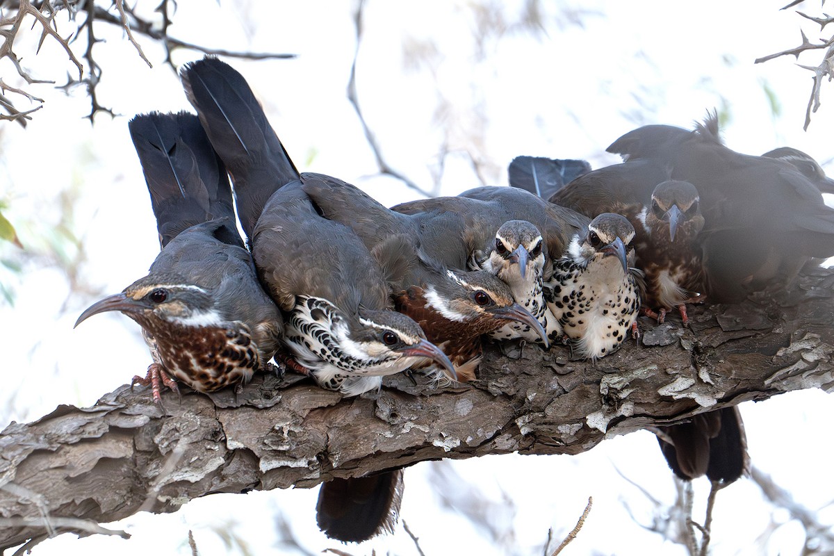 Subdesert Mesite - ML645535791