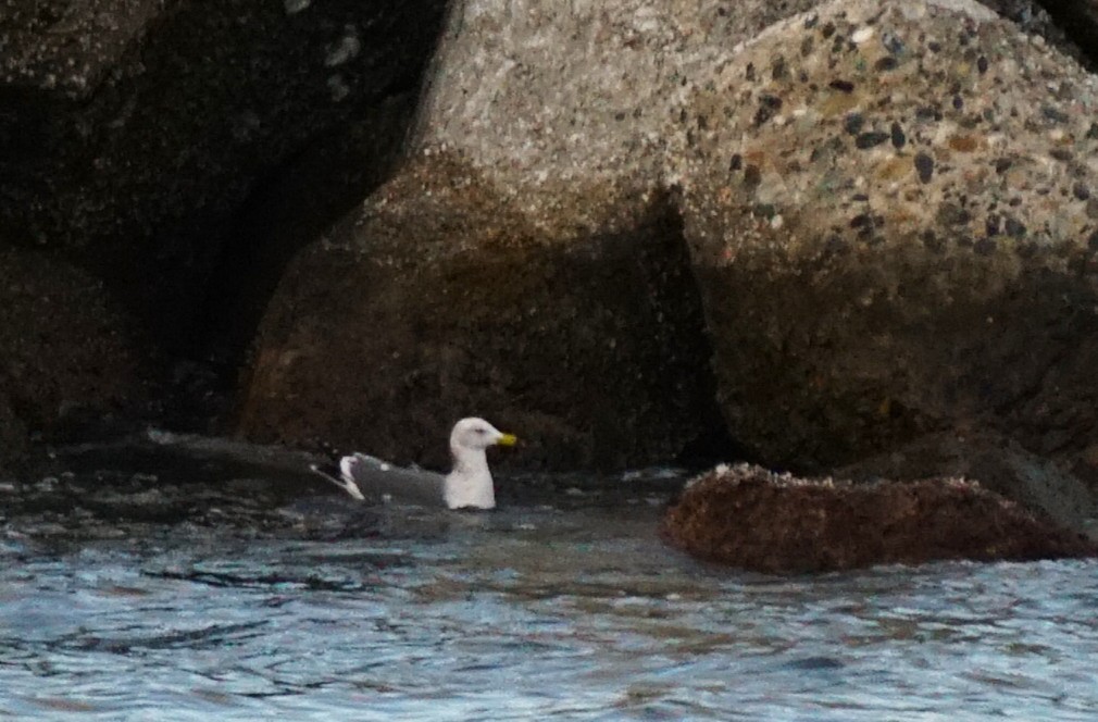 Black-tailed Gull - ML645535792
