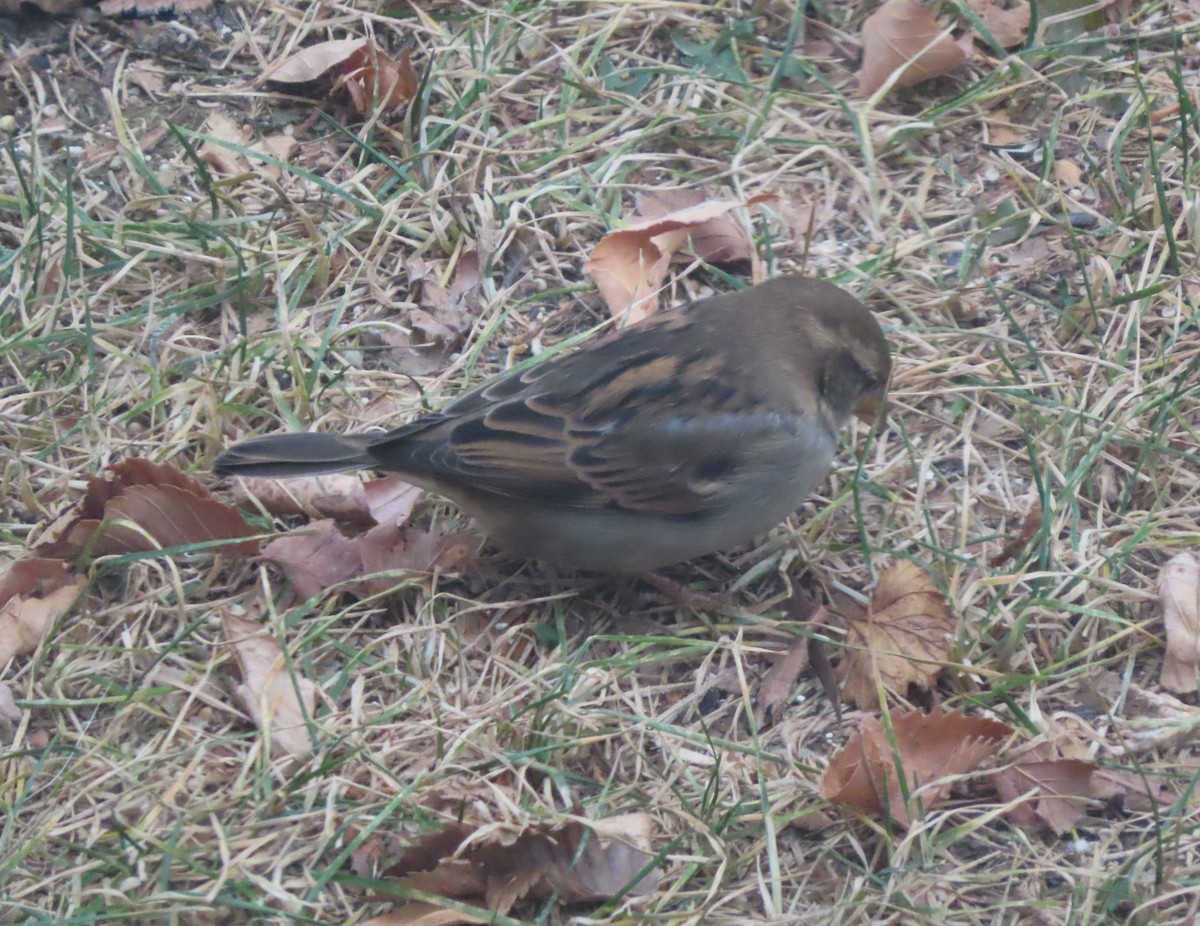 House Sparrow - ML645535793