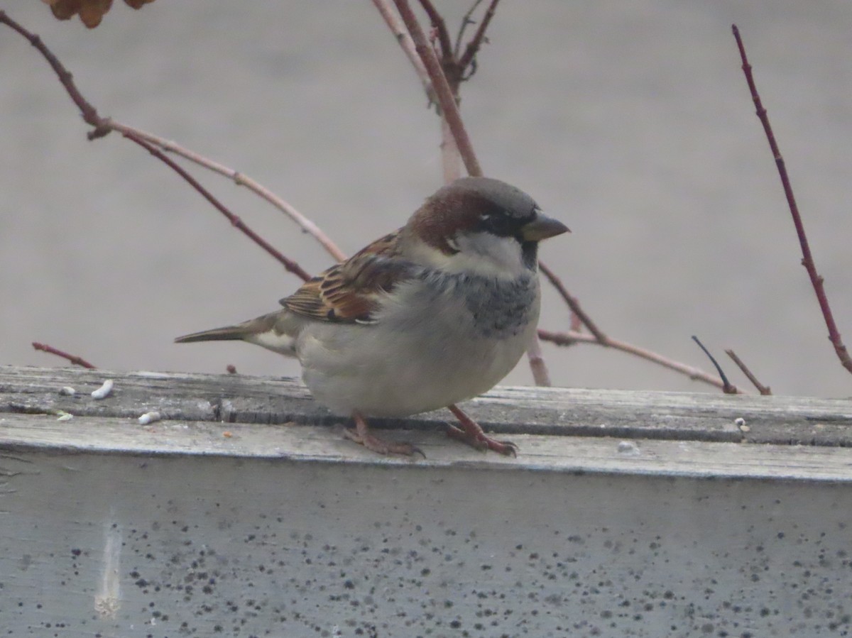 House Sparrow - ML645535795