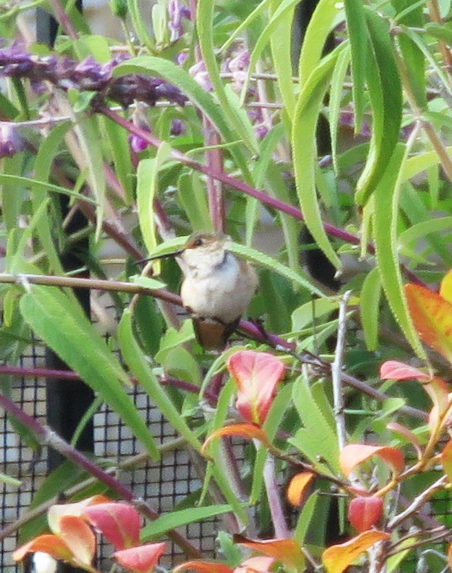 kalypta rezavolesklá/Allenova - ML645535796