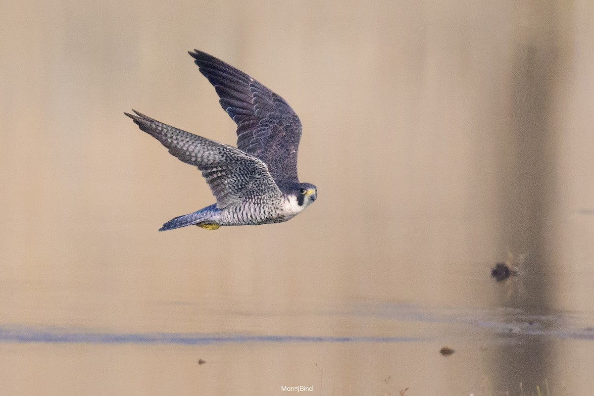 遊隼 - ML645535861