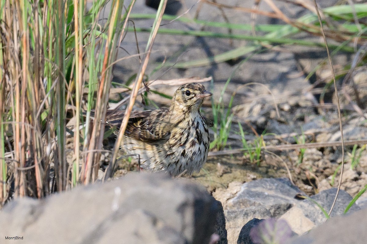 Olive-backed Pipit - ML645535870