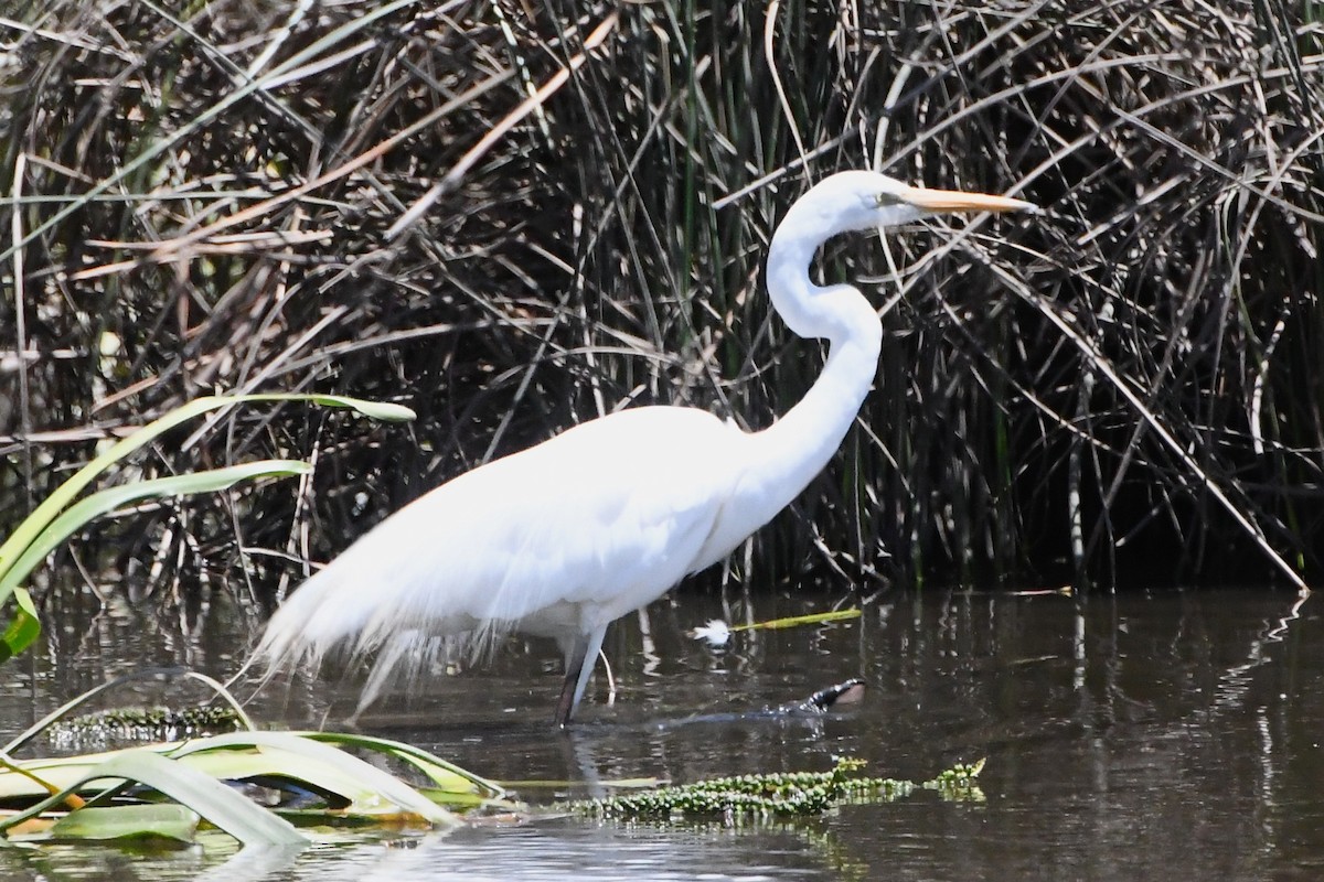 Garceta Grande - ML645535888