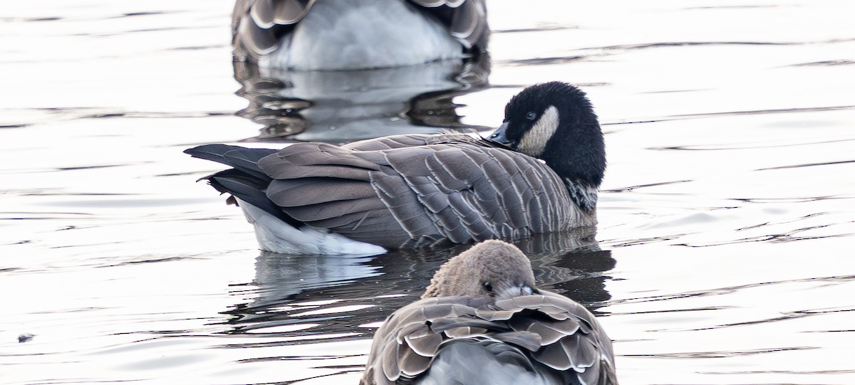 小加拿大雁 - ML645535890