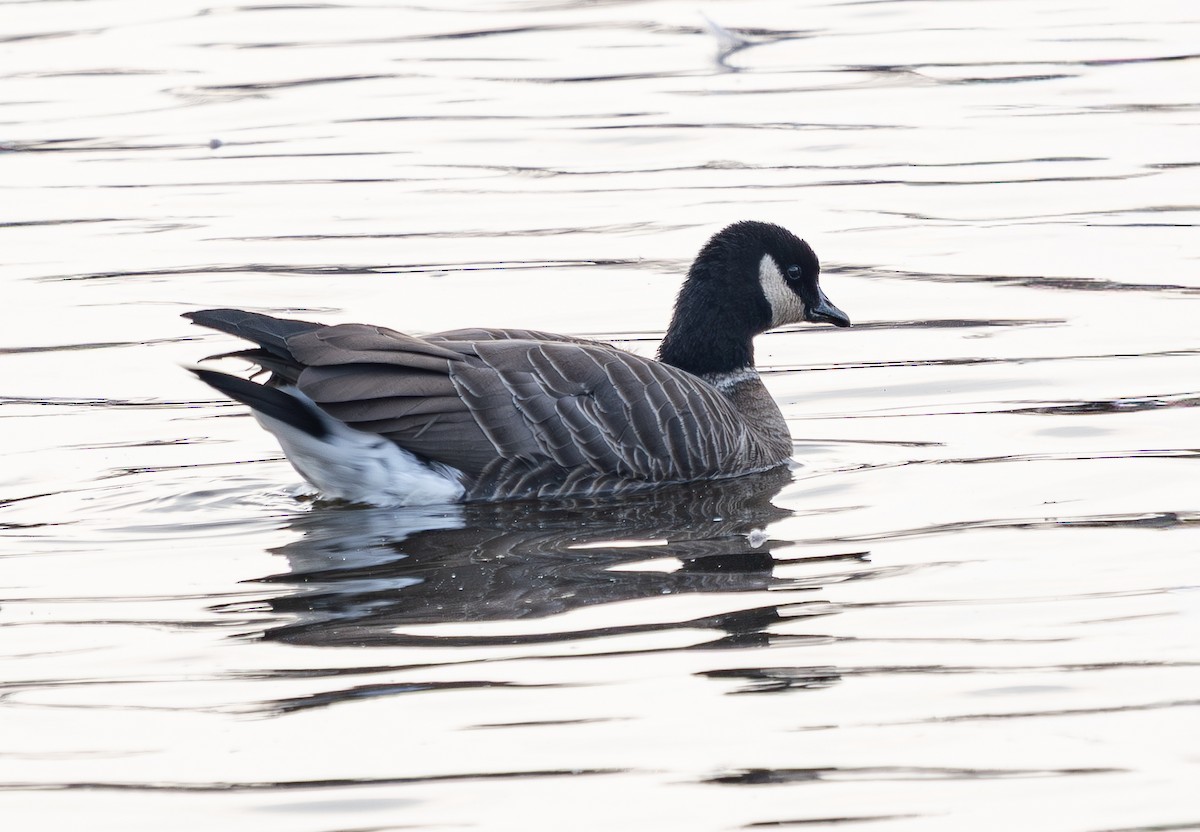 小加拿大雁 - ML645535892