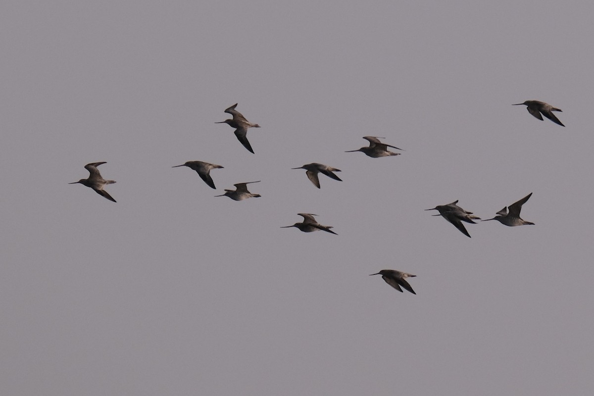 Bar-tailed Godwit - ML645535893