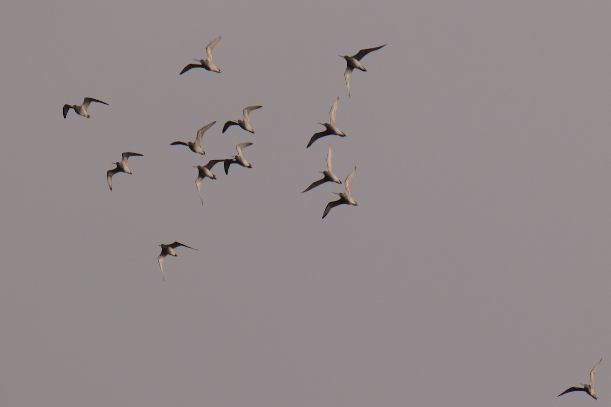 Bar-tailed Godwit - ML645535895