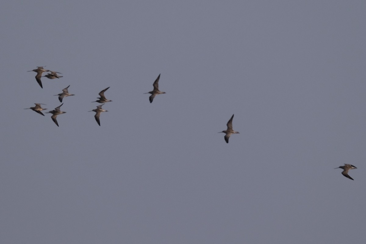 Bar-tailed Godwit - ML645535897