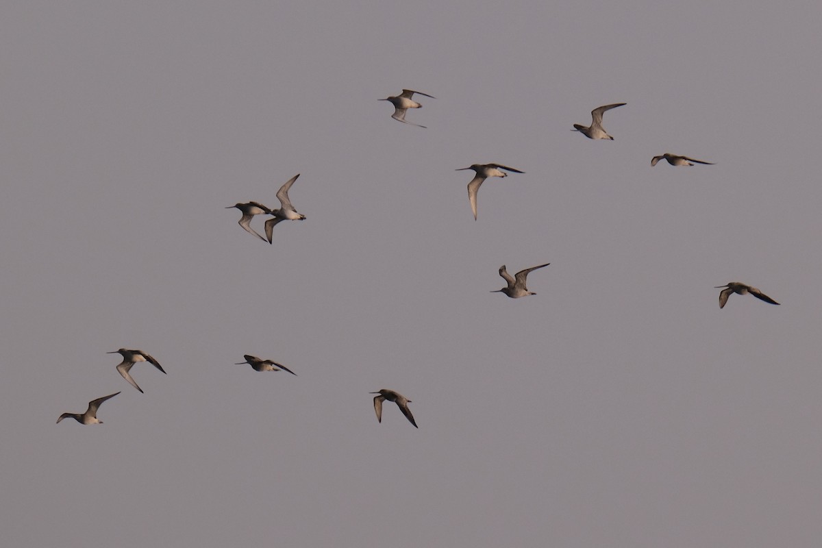 Bar-tailed Godwit - ML645535898