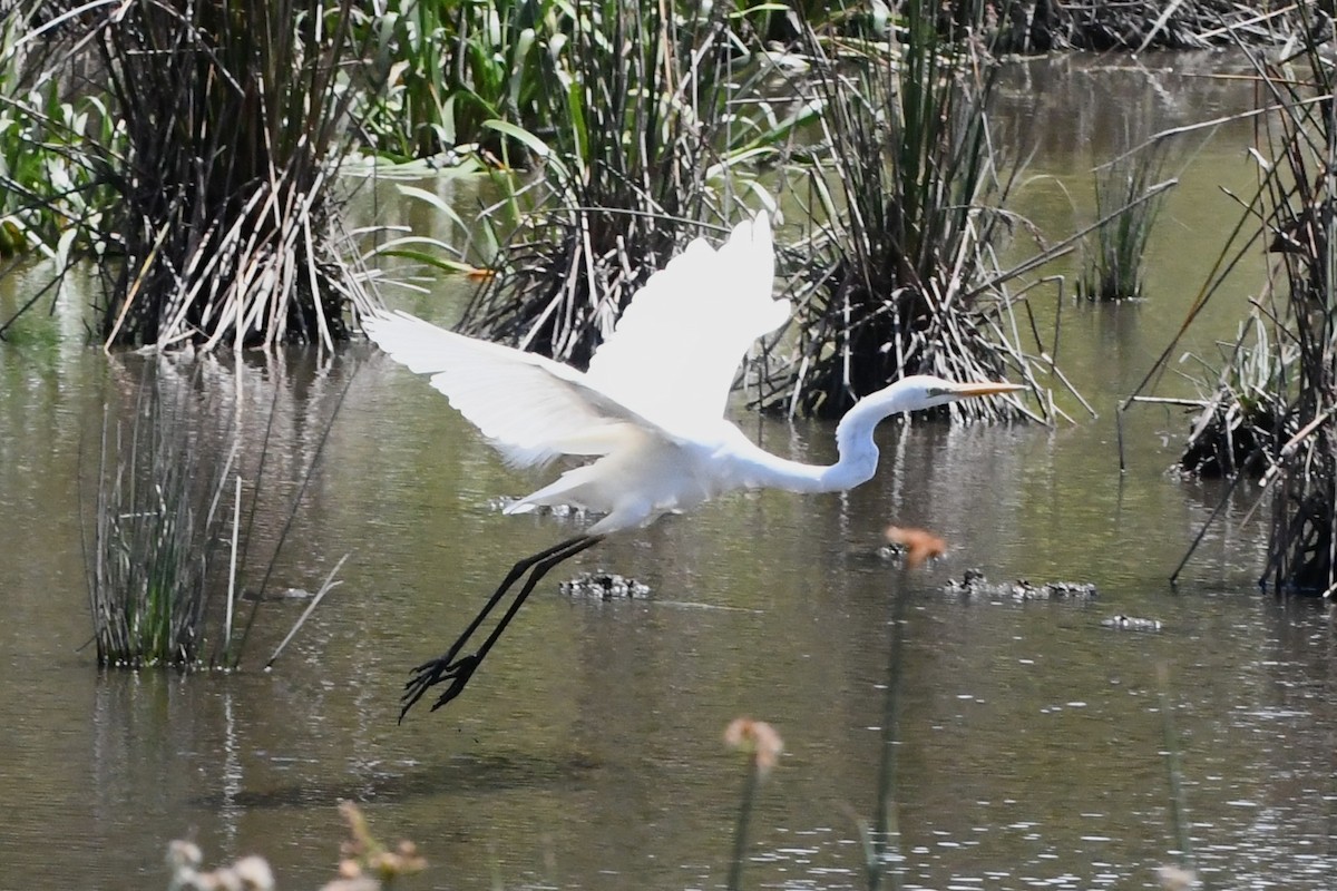 Garceta Grande - ML645535899