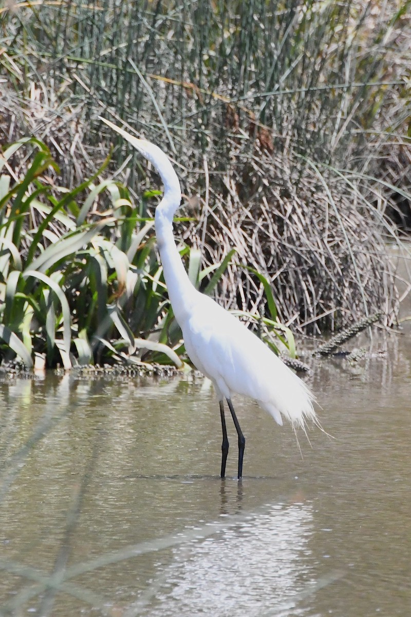 Garceta Grande - ML645535900