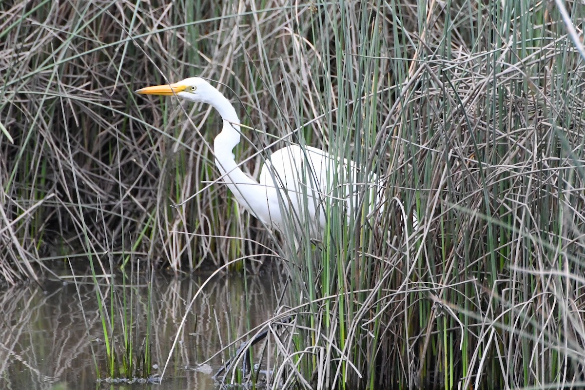 Garceta Grande - ML645535902