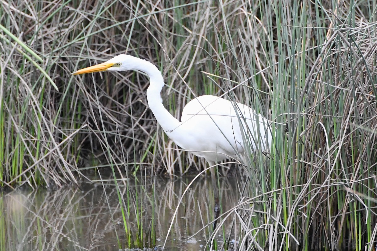 Garceta Grande - ML645535903