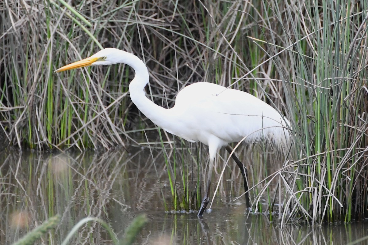 Garceta Grande - ML645535905