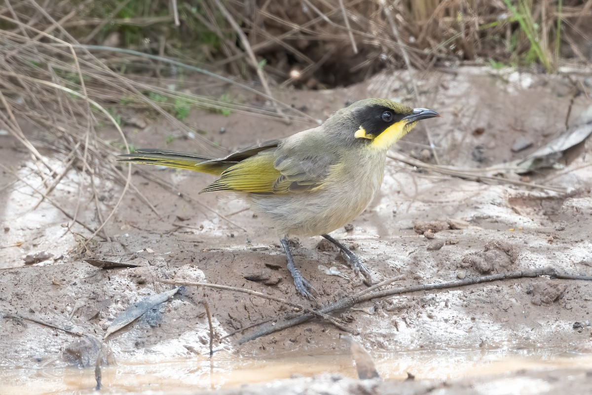 Yellow-tufted Honeyeater - ML645535906