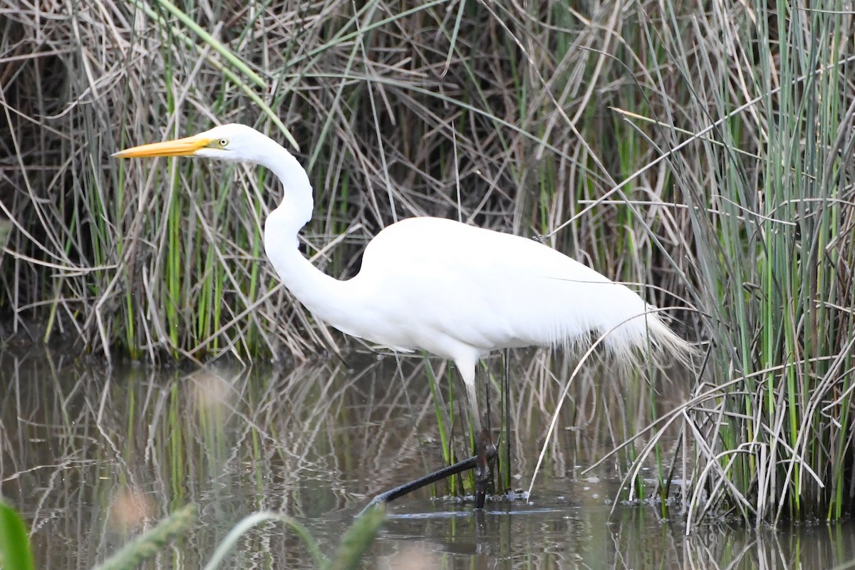 Garceta Grande - ML645535907