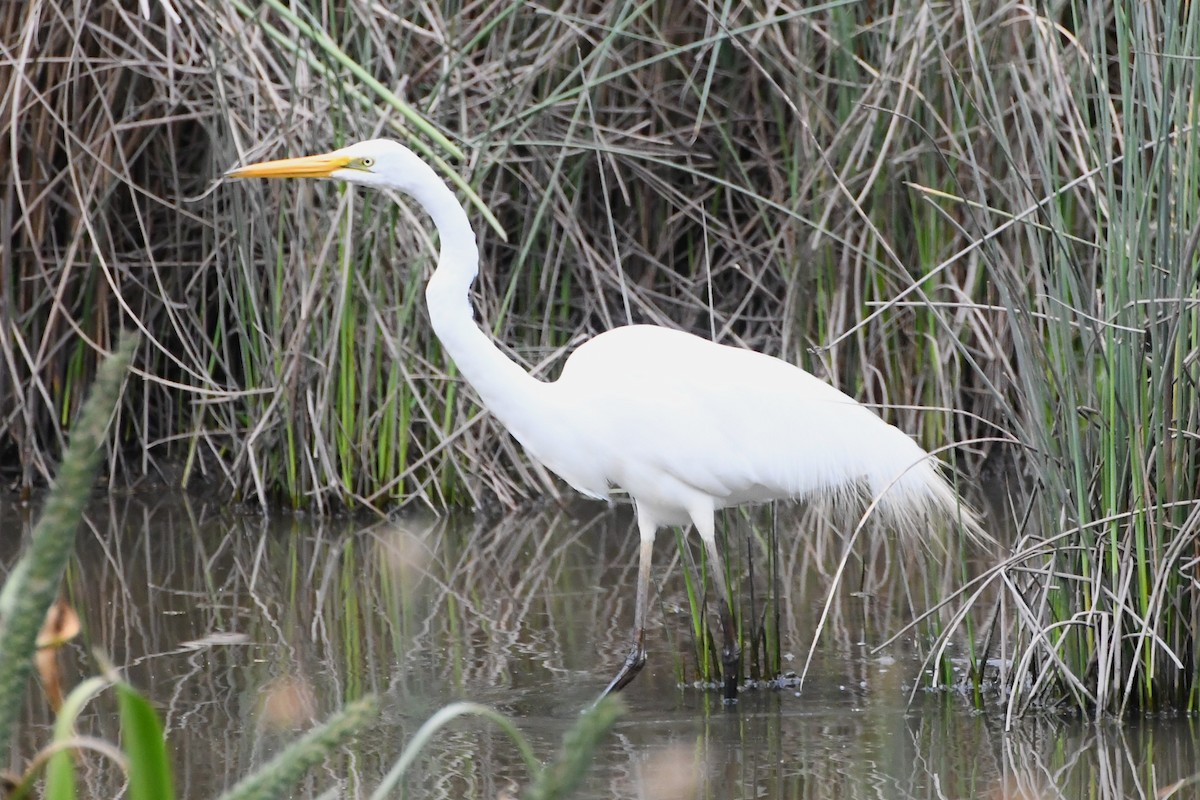 Garceta Grande - ML645535908
