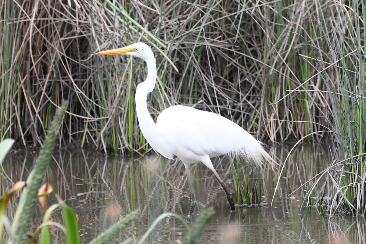 Garceta Grande - ML645535910