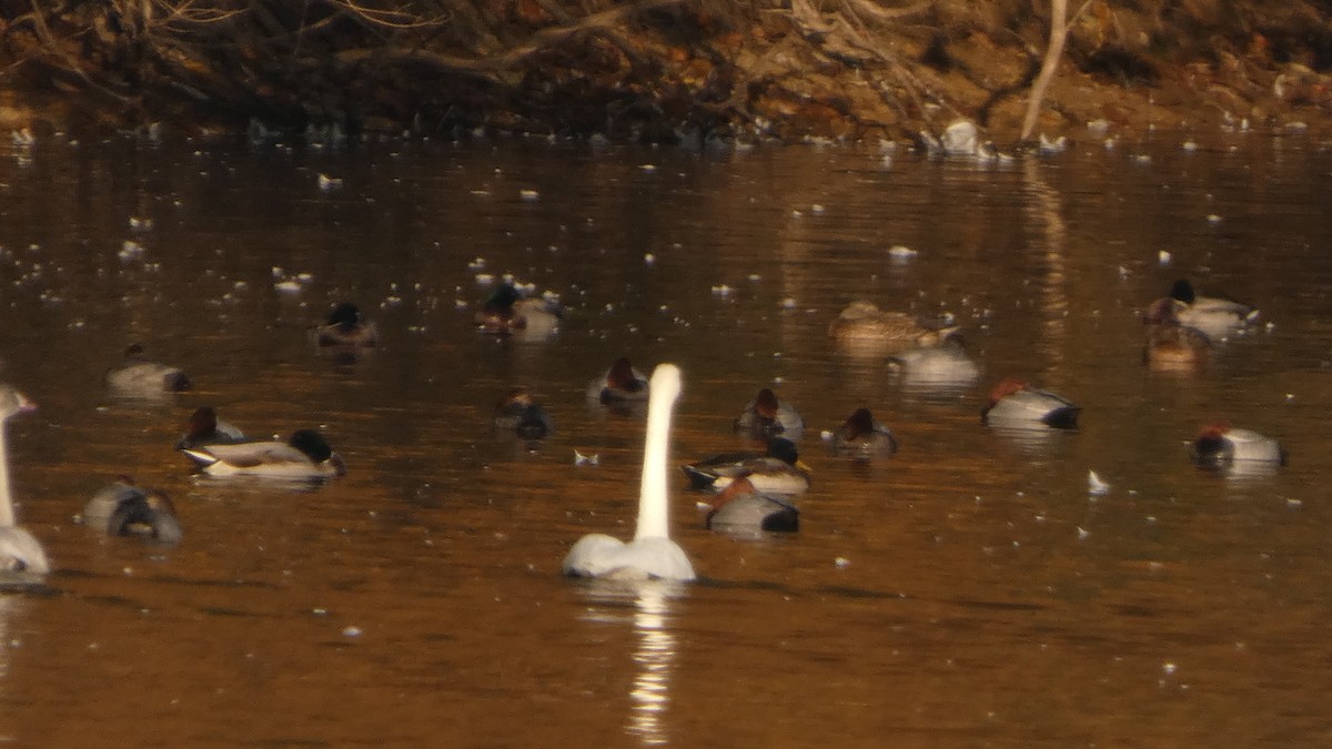 Common Pochard - ML645535911