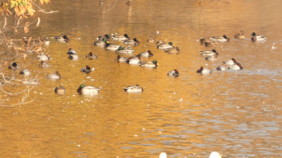 Common Pochard - ML645535912