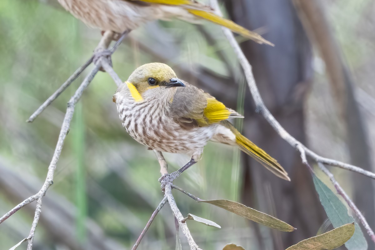 Кольчатый медосос - ML645535913