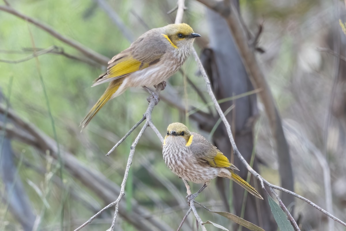 Кольчатый медосос - ML645535914