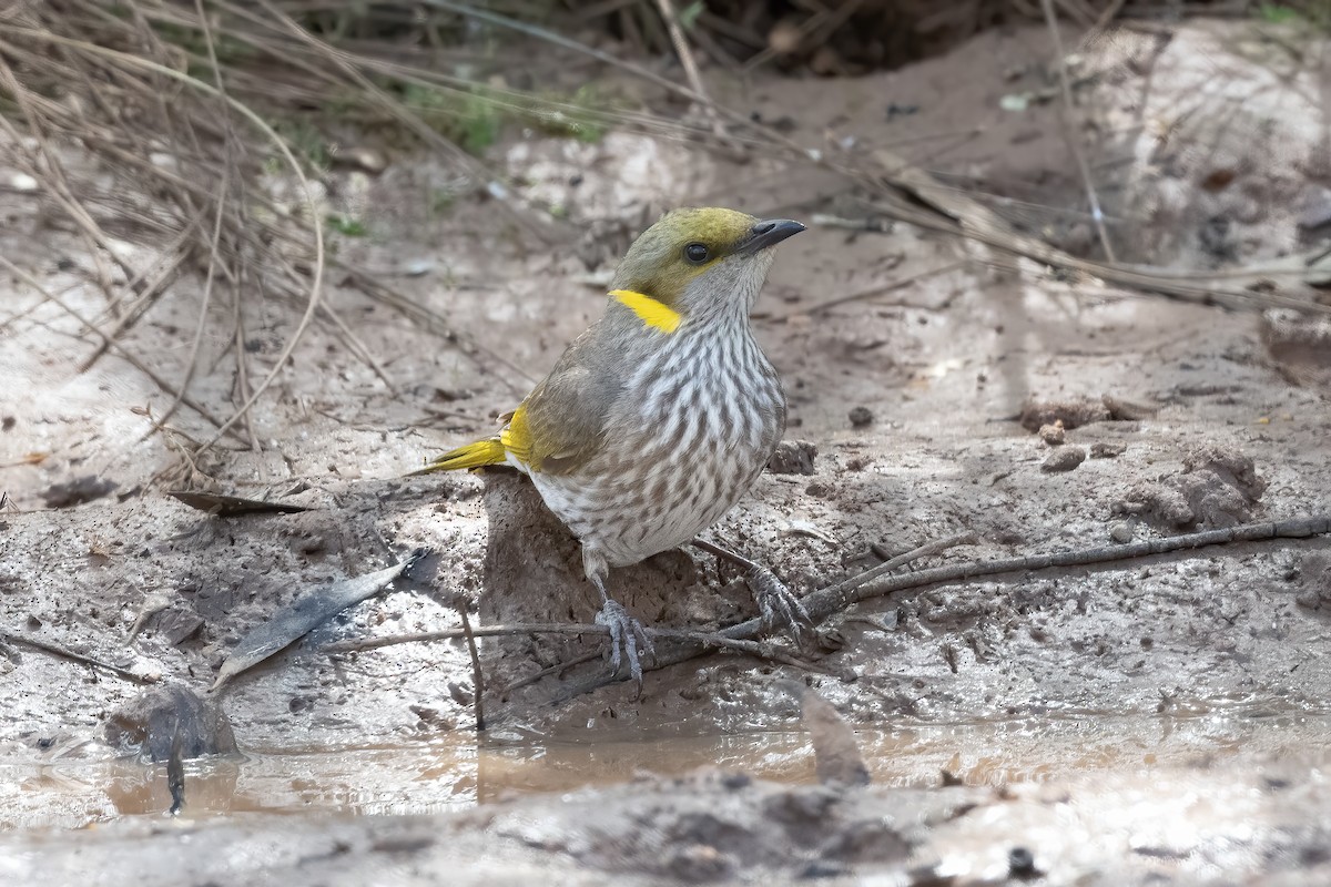 Кольчатый медосос - ML645535915