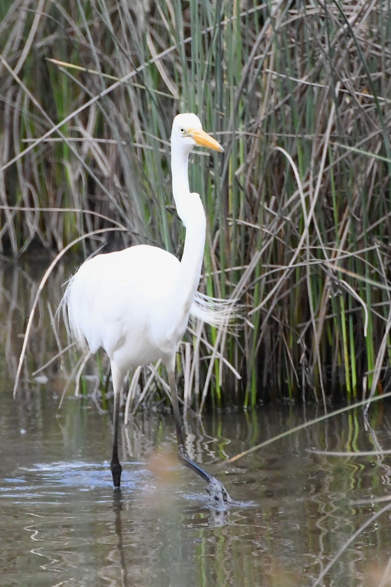 Garceta Grande - ML645535916