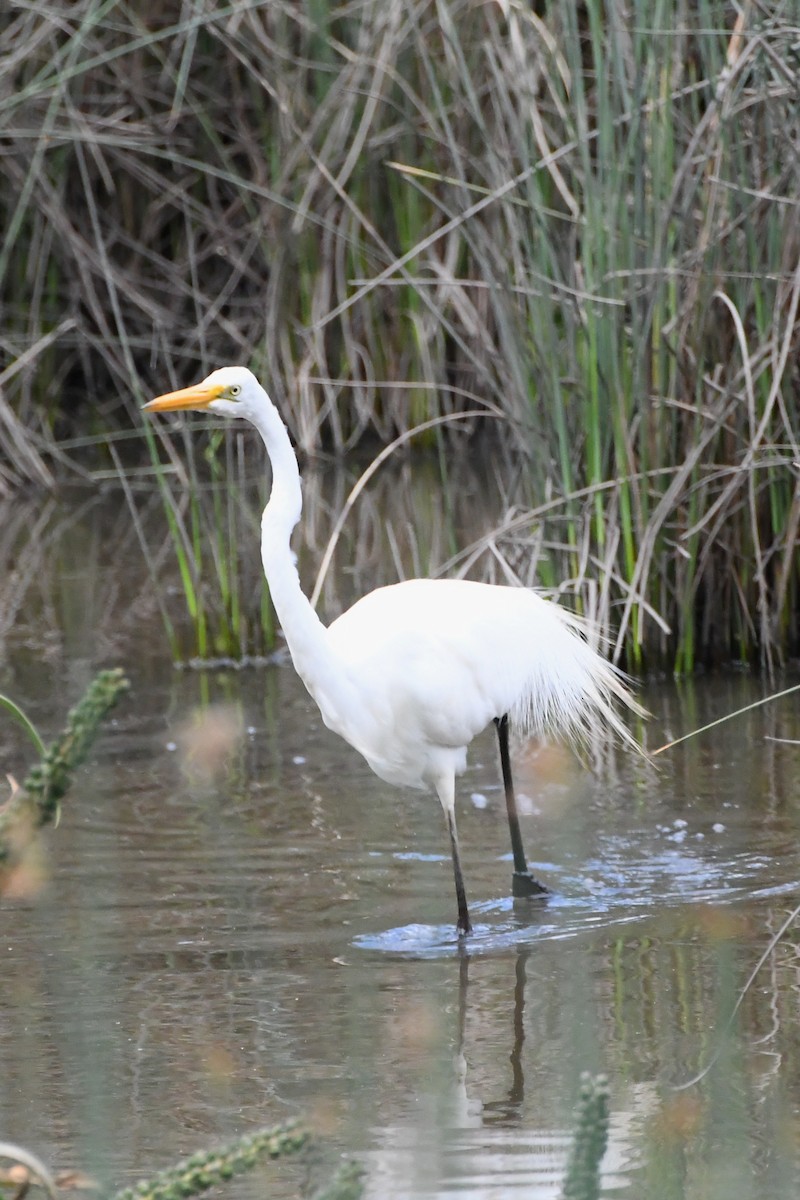 Garceta Grande - ML645535919