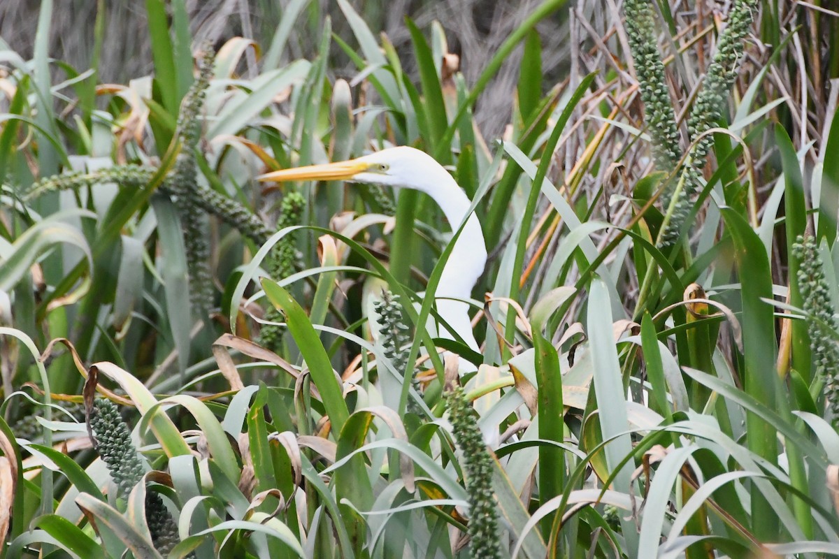 Garceta Grande - ML645535922