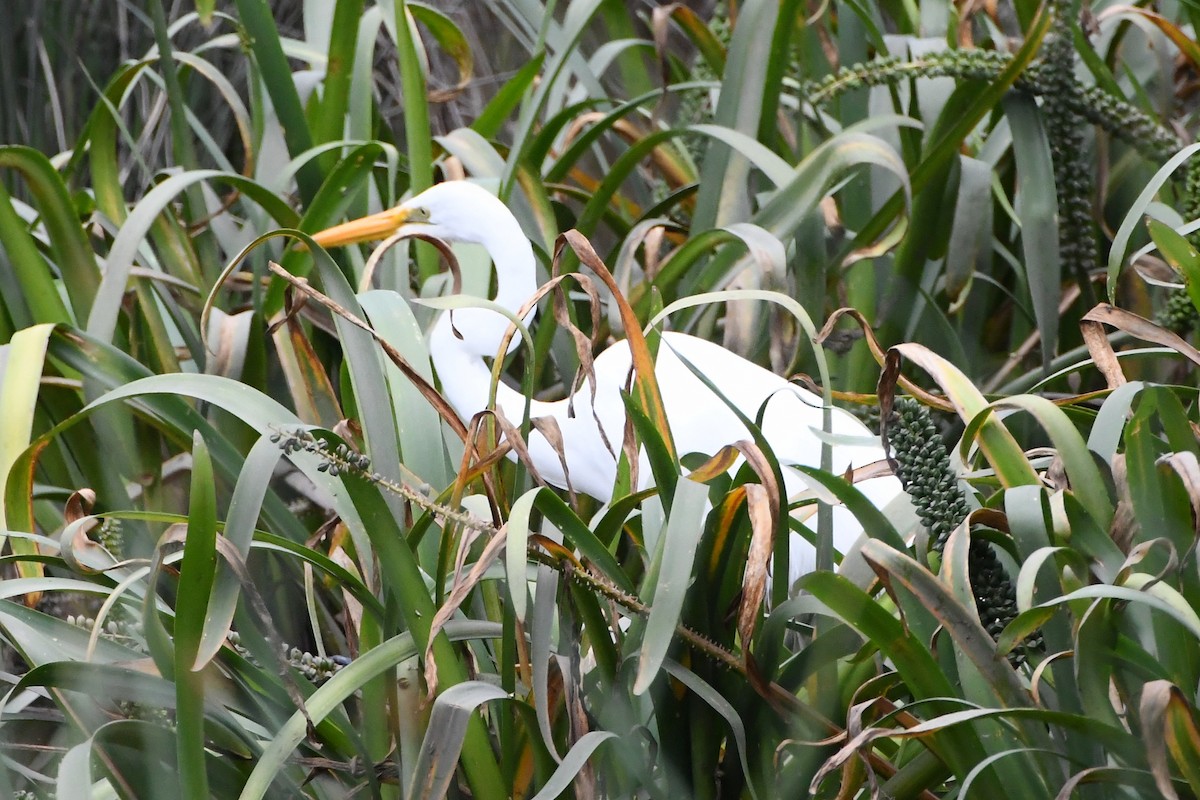 Garceta Grande - ML645535925