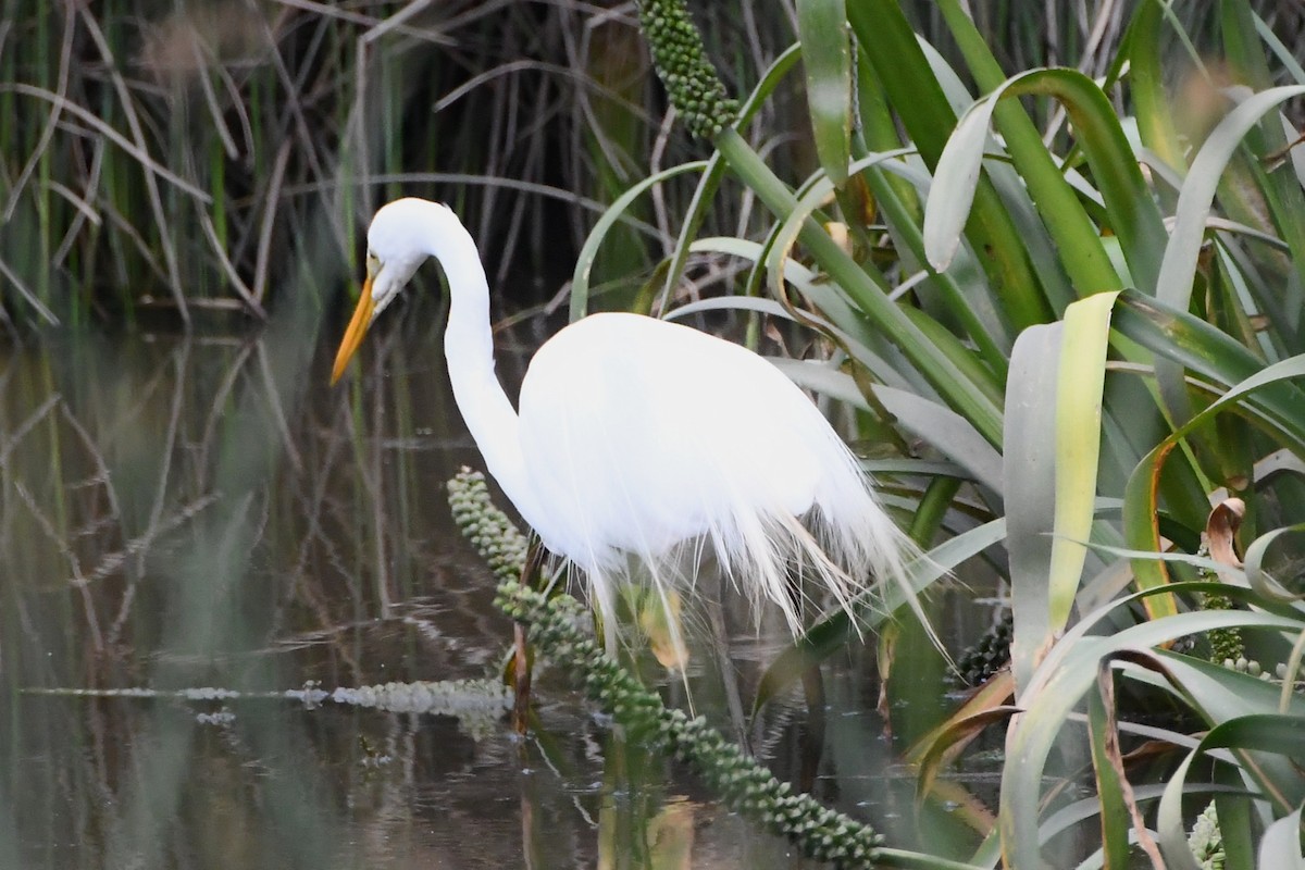 Garceta Grande - ML645535927