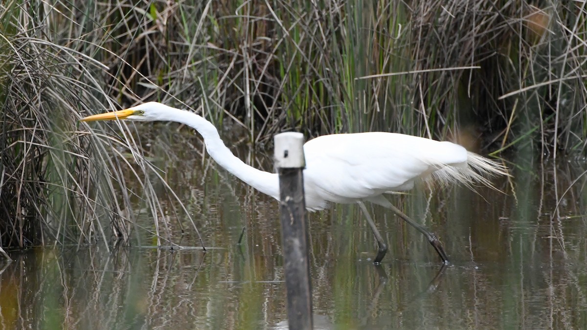 Garceta Grande - ML645535932