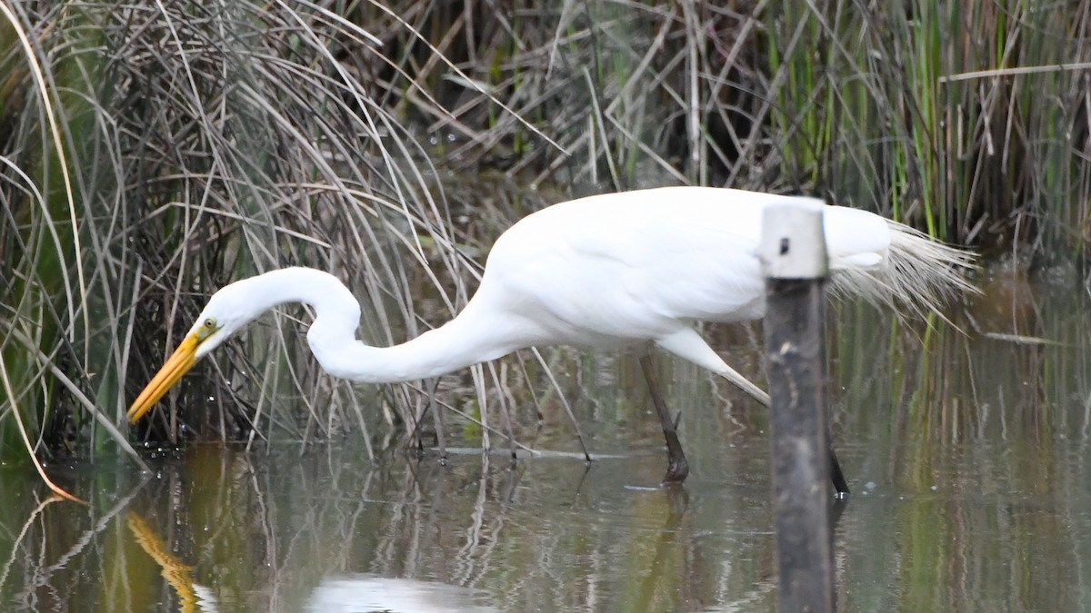 Garceta Grande - ML645535933