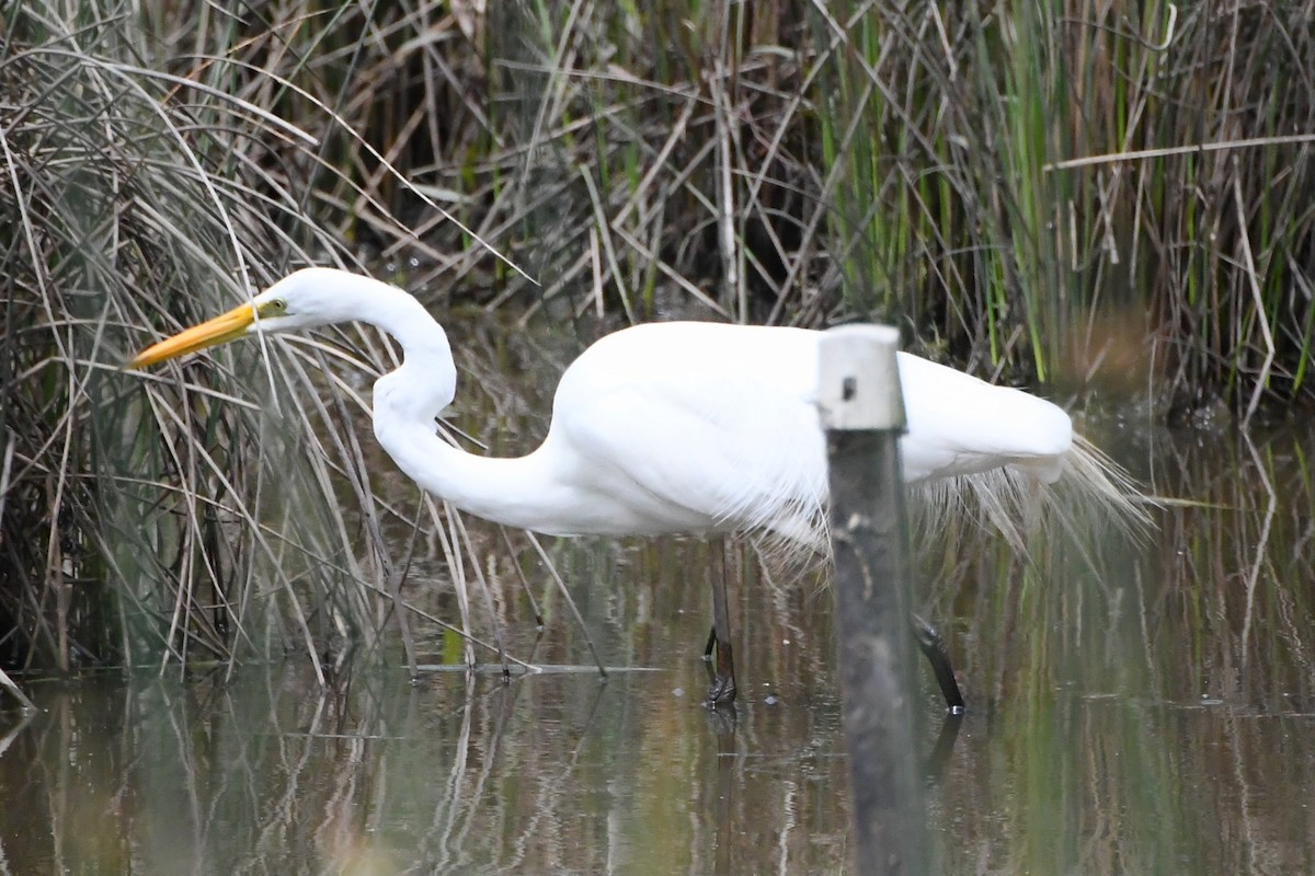 Garceta Grande - ML645535947