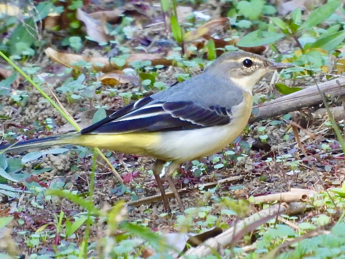 Gray Wagtail - ML645535949