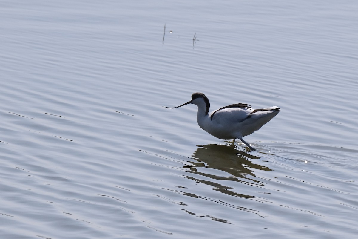 Pied Avocet - ML645535953