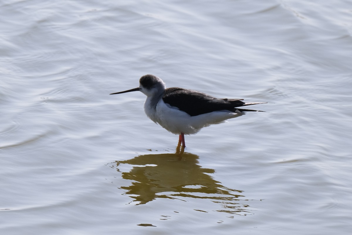 高蹺鴴 - ML645535954