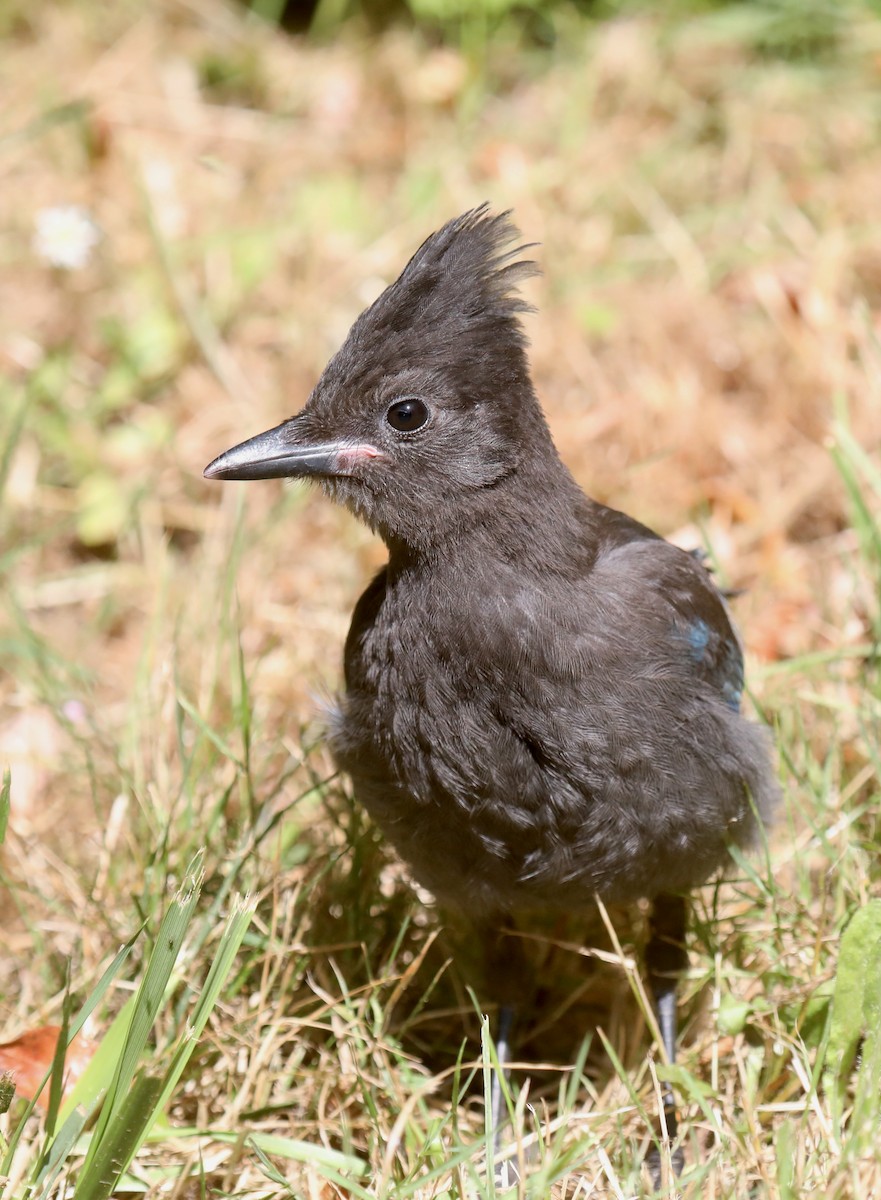 Сизойка чорноголова [група stelleri] - ML645535955